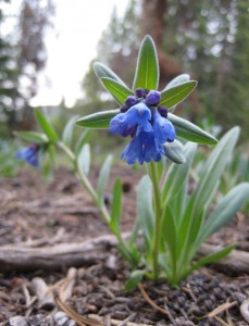 bluebell-mertensia bluebell mertensia 229x300 Stalking Bluebells through the Wild Food Literature