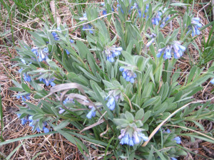 bluebells-mertensia bluebells mertensia 300x225 Stalking Bluebells through the Wild Food Literature