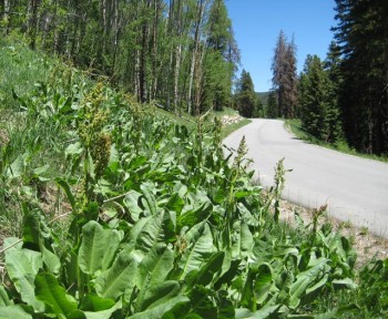 western-dock-young Young broad-leafted dock growing by a less-traveled roadway.