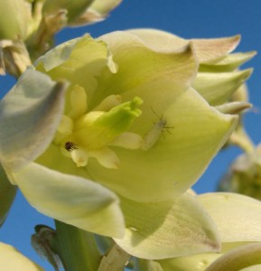 yucca-bugs yucca bugs 289x300 Yucca in My Pantry Again