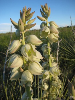 yucca-plant yucca plant 262x350 Yucca in My Pantry Again