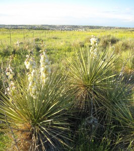 yucca-urban yucca urban 266x300 Yucca in My Pantry Again