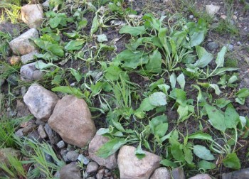 My makeshift plantain garden. plantain garden 350x252 Plantain Seeds Can Lower LDL Cholesterol