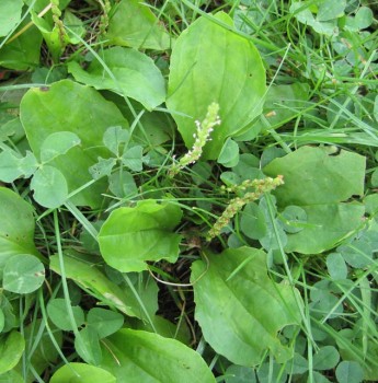 A species of Plantago, common name plantain, amidst other lawn plants. plantain lawn 345x350 Plantain Seeds Can Lower LDL Cholesterol