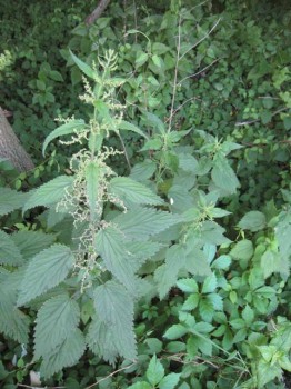Mature stinging nettles are tougher and more fibrous. mature nettles PA 262x350 A Kettle of Nettles That Kept on Giving