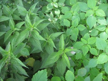Stinging nettles growing next to their jewelweed antidote. nettles jewelweed 350x262 A Kettle of Nettles That Kept on Giving
