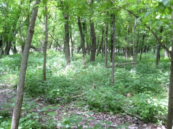 A PA forest carpeted with nettles as far as the eye can see. stinging nettle forest 350x262 A Kettle of Nettles That Kept on Giving
