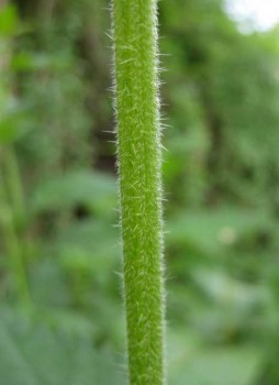 Nettle stingers ready for pricking. stinging nettle stingers 254x350 A Kettle of Nettles That Kept on Giving
