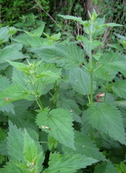 Cook stinging nettles before consuming lest you get stung in the mouth. stinging nettles 256x350 A Kettle of Nettles That Kept on Giving