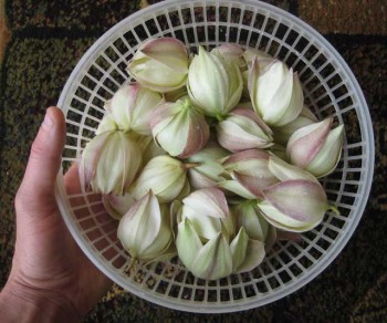 Delicious yucca flowers foraged from Aurora Colorado. yucca flowers 350x292 Aurora Yucca and the Recipes I’ve Tried With It