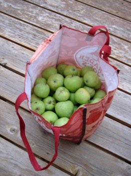 One of four bags of apples we collected. bag of apples 262x350 A Reflection on the Providence of Apples