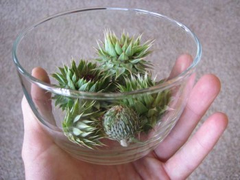 A bowl of assorted immature thistle flowers. thistle flower buds 350x262 Do Thistle Flowers Make Good Artichokes?