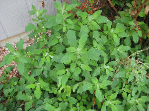 Lambs quarters, aka goosefoot, coming up under the rose bush in Steve's back yard.