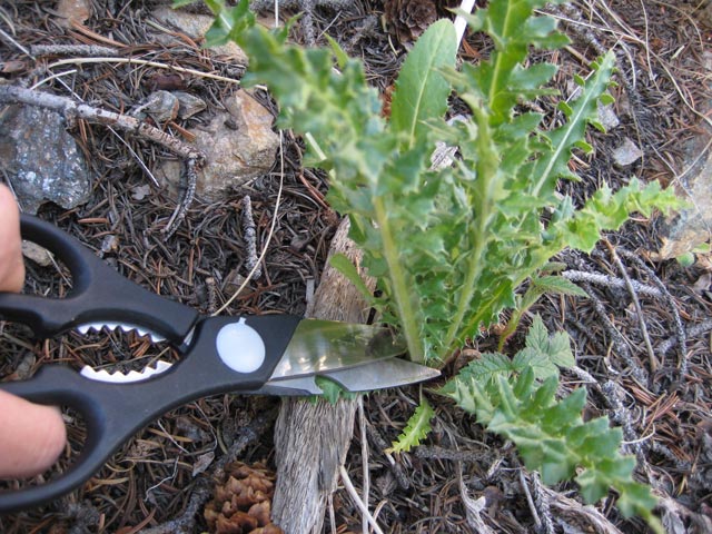 Cutting a thistle leaf at its base with a pair of scissors.
