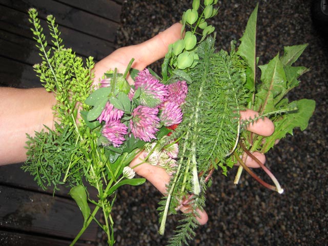 A cornucopia of Colorado wild edibles. From left to right, mustard, peppergrass, red clover, pennycress, white clover, wild strawberry peeking through, yarrow, and dandelions.