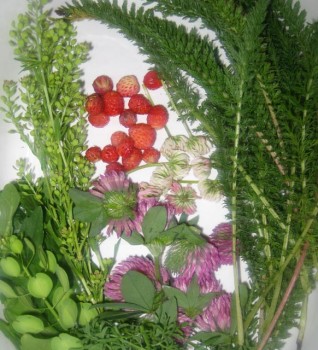 Pennycress, peppergrass, mustard, red clover, white clover, wild strawberries, yarrow.