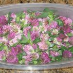 Clover harvest - I took off the leaves before pickling and soup-making.