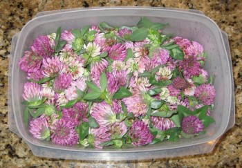 Clover harvest - I took off the leaves before pickling and soup-making. 