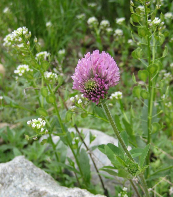 A red clover flower surrounded by pennycress.