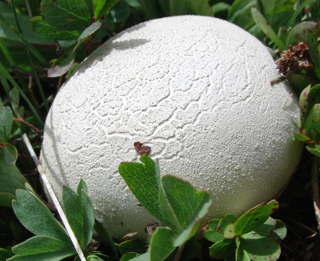 A puffball mushroom the size of my fist. Photo by Gregg Davis.