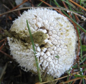 A Maine puffball oozing icky brown spores, not young enough to eat!