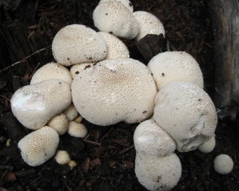 A close-up of the back yard puffballs.