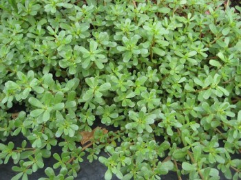 A lush patch of purslane ripe for the picking.