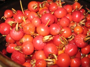Wild rosehips ripe for jelly-making.