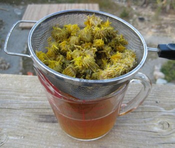 Straining the curly-cup gumweed tincture.