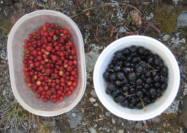Red and black currants, foraged from the Colorado wilds.