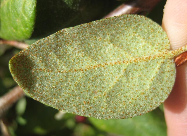 Rust-colored dots or scales on the underside of a soapberry leaf.