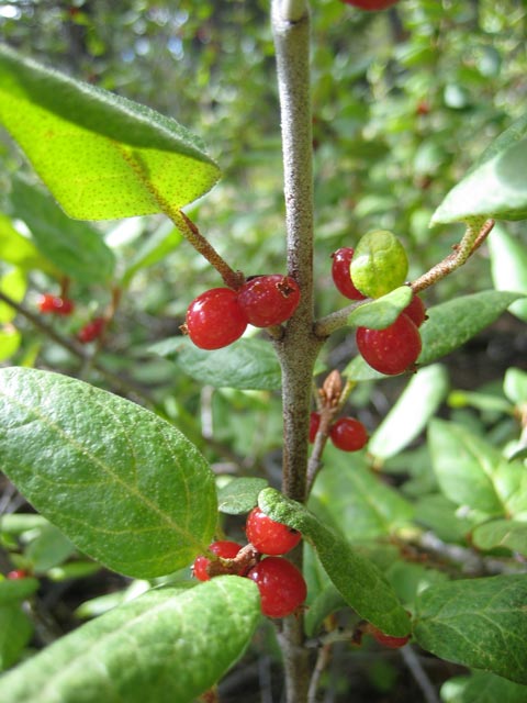 A soapberry, or soopolallie, bush with juicy, translucent red berries.