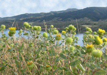 Plentiful sticky gumweed flowers in Fort Collins, Colorado.