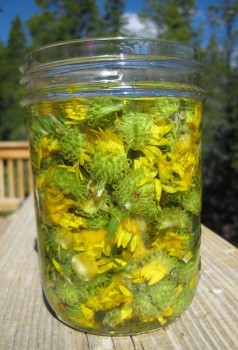 Curlycup gumweed flowers and buds in a jar full of vodka.