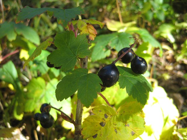 Wild black currants with distinctive Ribes leaves.