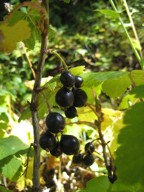 Juicy black currants ripe for the picking.