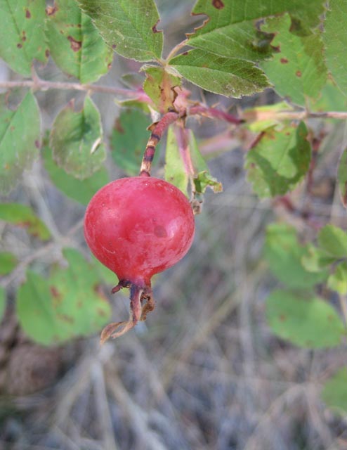 A wild rosehip growing near Fort Collins, Colorado.