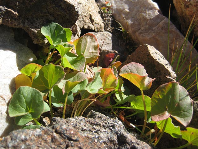 Mountain sorrel growing in a steep, dry creek bed in October.