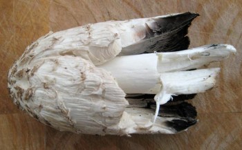 A shaggy mane soldier who fought his way through roadpack, only to be plucked by me.