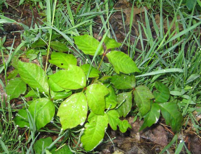 Try not to eat poison ivy because it is NOT AN EDIBLE WILD PLANT.