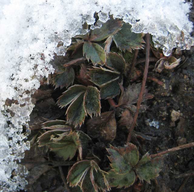 Wild strawberry plants peep through the May snow high in the Colorado Rockies.