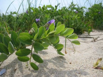 Lathyrus japonicus on the shore in Old Lyme CT.