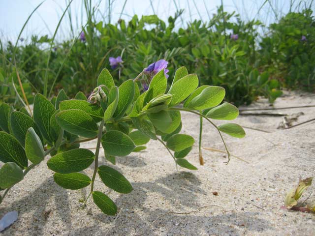 Lathyrus japonicus on the Long Island Sound in Old Lyme CT.