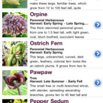 Wild Edibles app by Steve Brill and WinterRoot LLC. Image from iTunes.