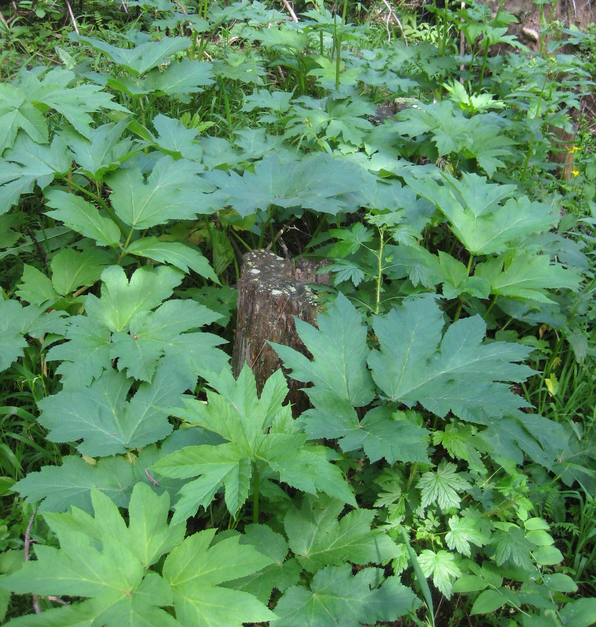 Crazy for cow parsnip | Wild Food Girl