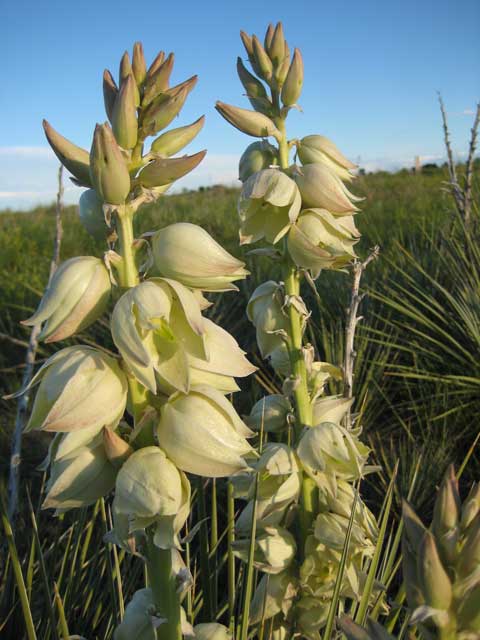 Colorado yucca flowers at 6,000 feet.