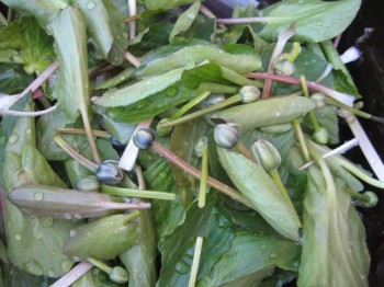Pretty elkslip leaves and buds prior to boiling.