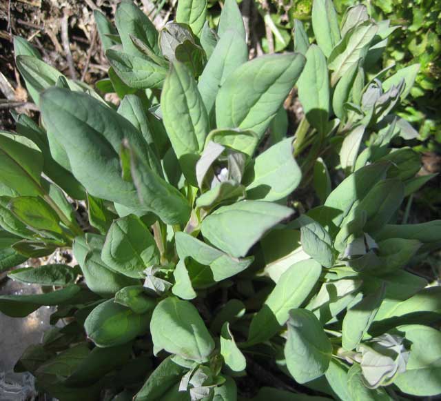A smooth-leafed Mertensia prior to blooming.