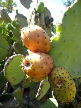 A juicy but foreboding prickly pear in Malibu California.