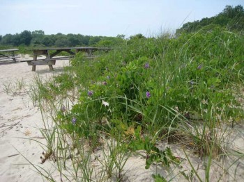 Purple flowering wild beach peas amidst the dunes.